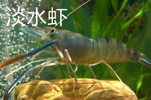 淡水虾和海水虾的区别，生存环境、大小、外壳等方面均不同