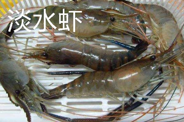 淡水虾和海水虾的区别，生存环境、大小、外壳等方面均不同