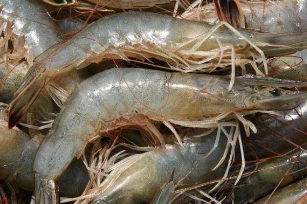 淡水虾和海水虾的区别，生存环境、大小、外壳等方面均不同