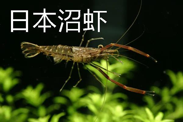淡水虾和海水虾的区别，生存环境、大小、外壳等方面均不同