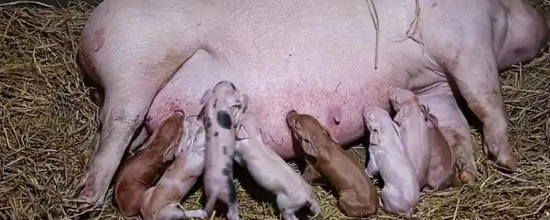 母猪难产前的症状，羊水排出20分钟后还没生基本是难产