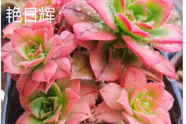 哪些多肉适合夏季养殖，艳日辉、紫米粒、虹之玉等品种都是适合选择
