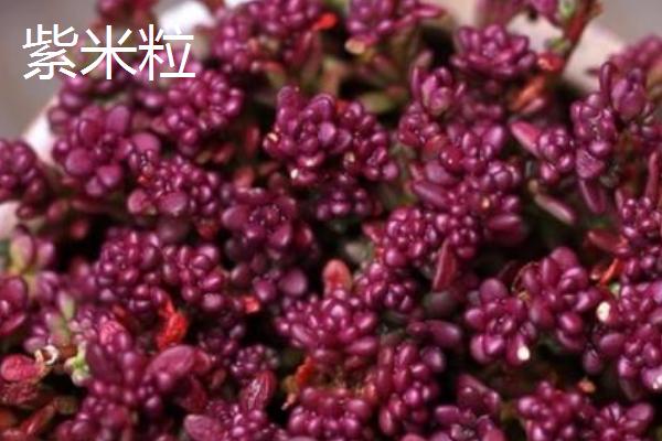 哪些多肉适合夏季养殖，艳日辉、紫米粒、虹之玉等品种都是适合选择
