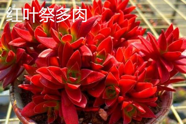 哪些多肉适合夏季养殖，艳日辉、紫米粒、虹之玉等品种都是适合选择