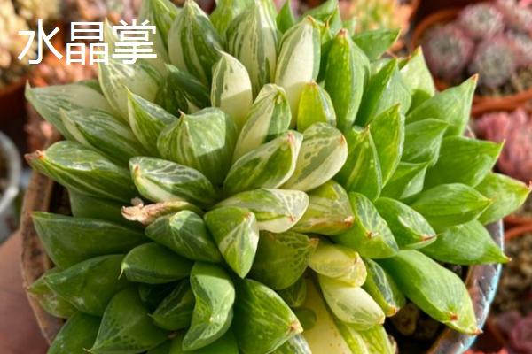 哪些多肉适合夏季养殖，艳日辉、紫米粒、虹之玉等品种都是适合选择