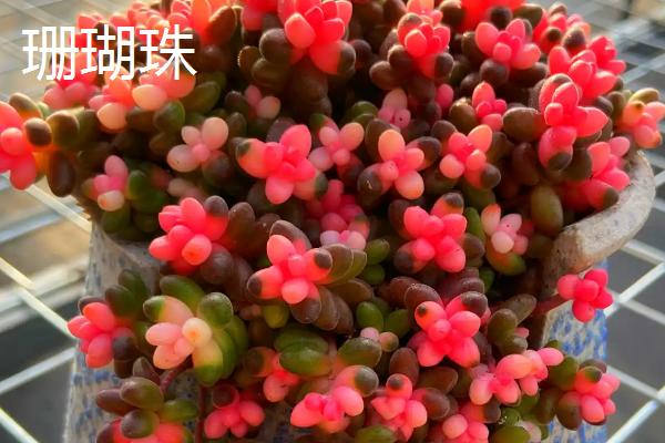 哪些多肉适合夏季养殖，艳日辉、紫米粒、虹之玉等品种都是适合选择