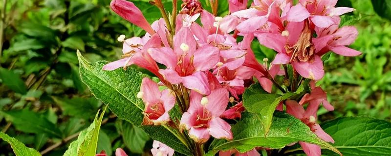 锦带花有什么花语,代表前程似锦、绚烂等含义