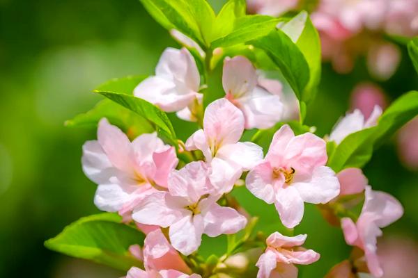 锦带花有什么花语，代表前程似锦、绚烂等含义