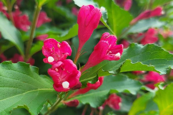 锦带花有什么花语，代表前程似锦、绚烂等含义