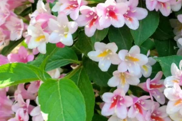 锦带花有什么花语，代表前程似锦、绚烂等含义