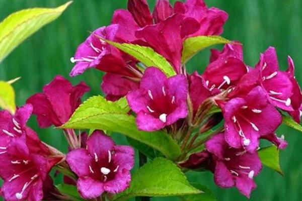 锦带花有什么花语，代表前程似锦、绚烂等含义