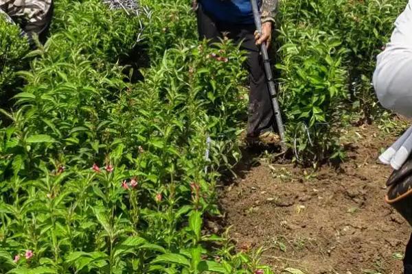 锦带花有什么花语，代表前程似锦、绚烂等含义