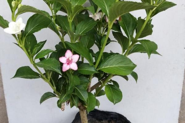 锦带花有什么花语，代表前程似锦、绚烂等含义