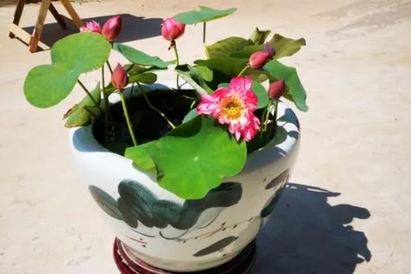 家里养荷花是不吉利的吗，风水上来说是不吉利