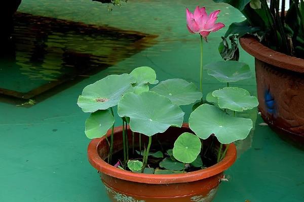 家里养荷花是不吉利的吗，风水上来说是不吉利