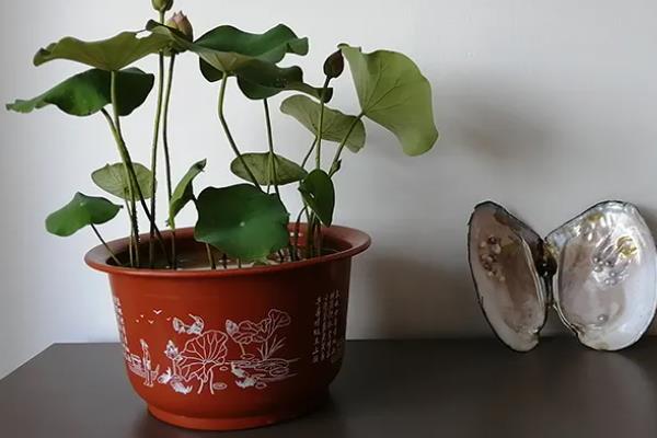 家里养荷花是不吉利的吗，风水上来说是不吉利