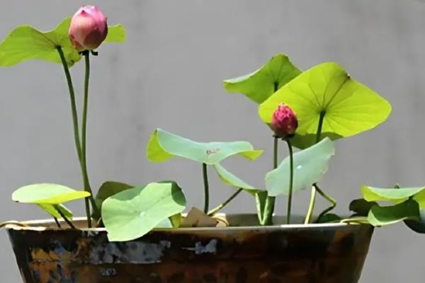 家里养荷花是不吉利的吗，风水上来说是不吉利