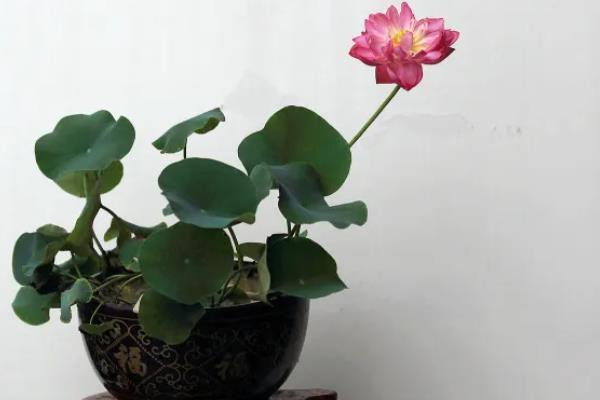 家里养荷花是不吉利的吗，风水上来说是不吉利