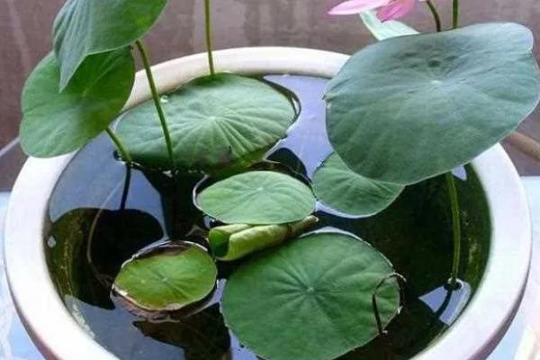 家里养荷花是不吉利的吗，风水上来说是不吉利
