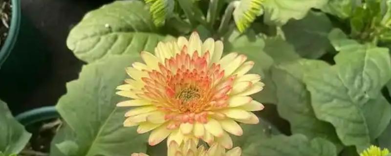 扶郎花的花语，代表快乐与活力、父爱伟大等含义