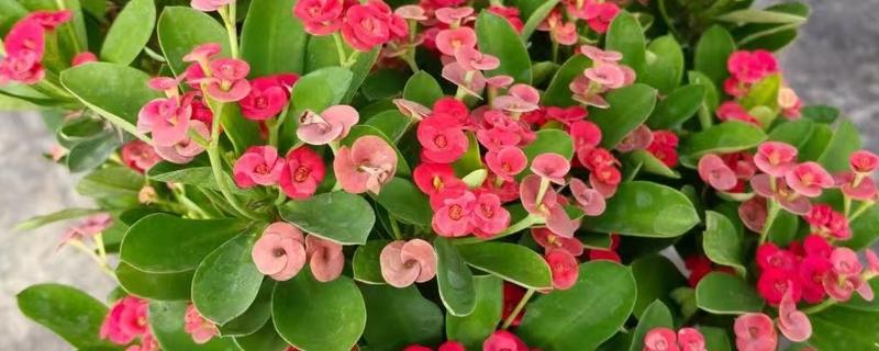 虎刺梅的花语是什么，寓意勇敢勇猛