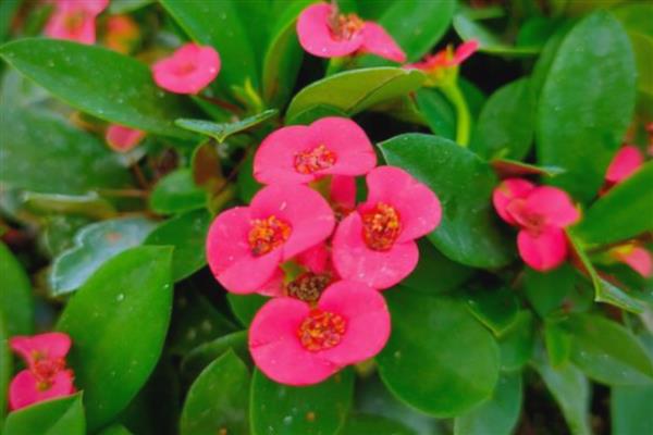 虎刺梅的花语是什么，寓意勇敢勇猛