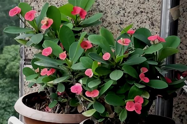 虎刺梅的花语是什么，寓意勇敢勇猛