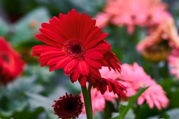 扶郎花的花语，代表快乐与活力、父爱伟大等含义