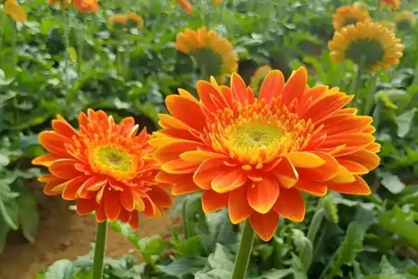 扶郎花的花语，代表快乐与活力、父爱伟大等含义