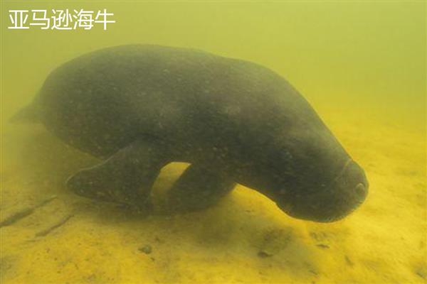 海牛是不是美人鱼,海牛是美人鱼