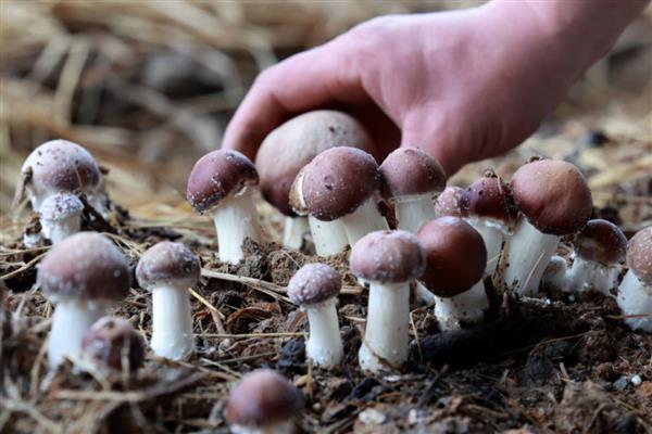 食用菌的种植市场，在我国市场需求大