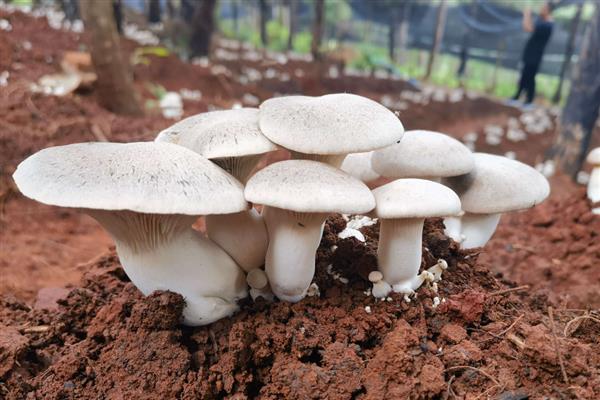 食用菌的种植市场，在我国市场需求大
