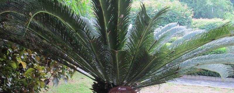 铁树施什么肥，开花前追施过磷酸钙与硫酸亚铁