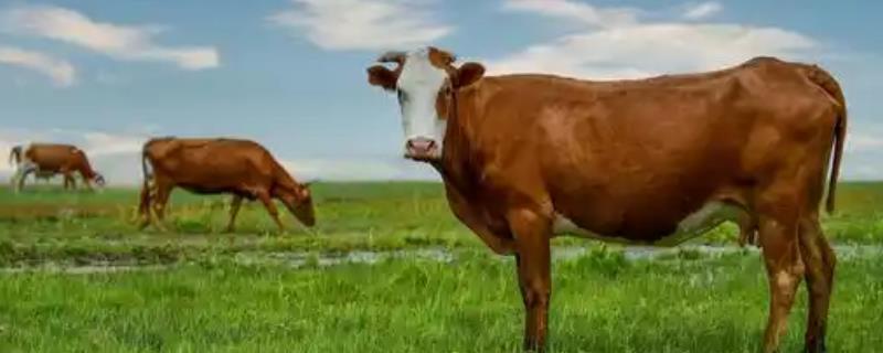 怎么给育肥牛搭配饲料，用玉米、胡麻饼、棉籽饼等材料配制