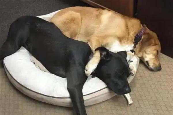 狗狗晚上老叫怎么处理，可能是紧张不安或有生理需求所致
