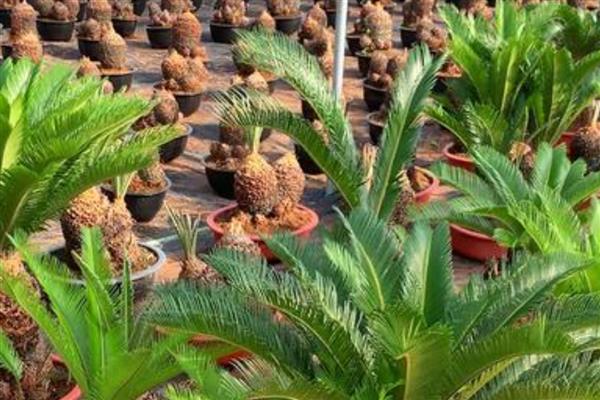 铁树施什么肥，开花前追施过磷酸钙与硫酸亚铁