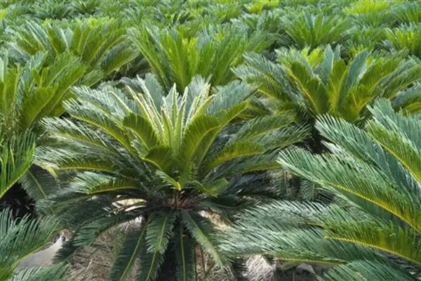 铁树施什么肥，开花前追施过磷酸钙与硫酸亚铁