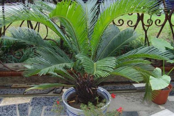 铁树施什么肥，开花前追施过磷酸钙与硫酸亚铁