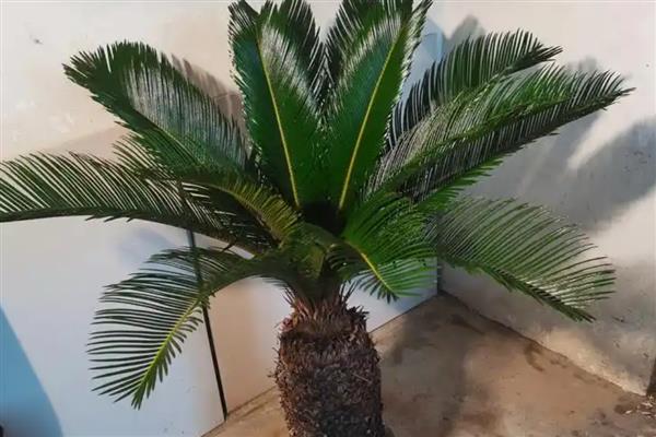 铁树施什么肥，开花前追施过磷酸钙与硫酸亚铁