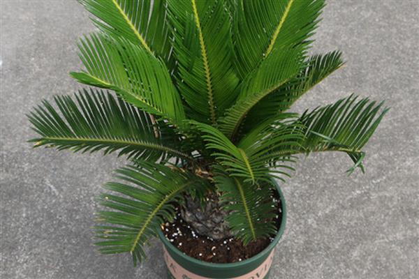 铁树施什么肥，开花前追施过磷酸钙与硫酸亚铁