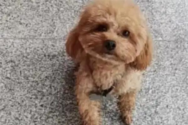 狗狗晚上老叫怎么处理，可能是紧张不安或有生理需求所致