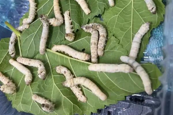 保护有益昆虫的方法，减少使用杀虫剂是有效措施