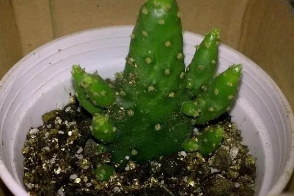姬珊瑚如何养殖，选择砂质土壤为主