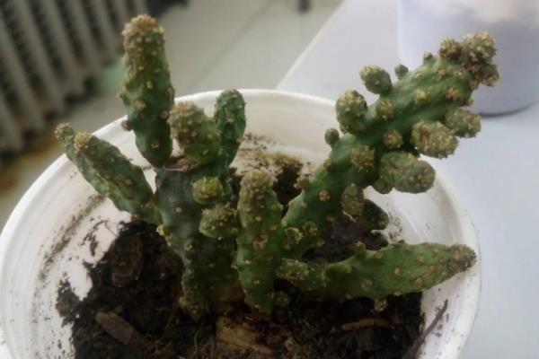 姬珊瑚如何养殖，选择砂质土壤为主