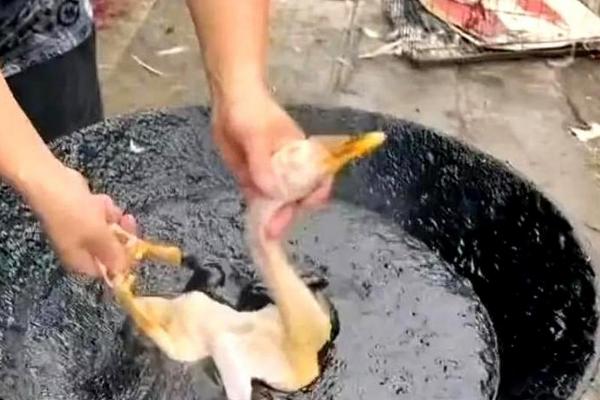 鸭子怎样快速拔毛，杀之前要灌一些白酒