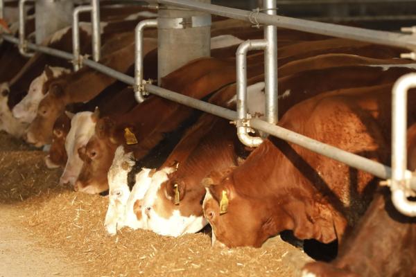 怎么给育肥牛搭配饲料，用玉米、胡麻饼、棉籽饼等材料配制