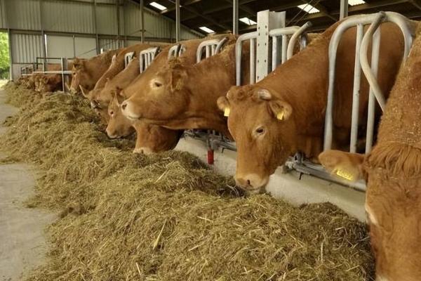 怎么给育肥牛搭配饲料，用玉米、胡麻饼、棉籽饼等材料配制