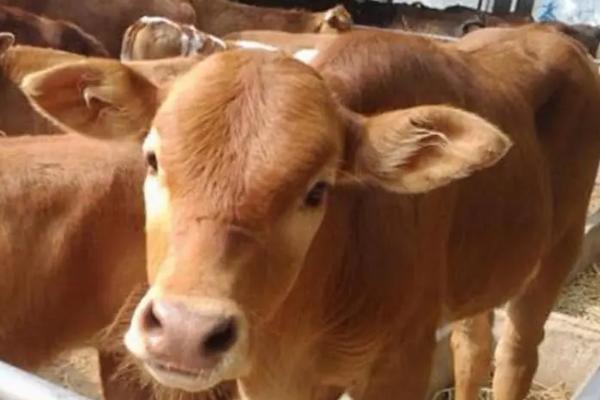 怎么给育肥牛搭配饲料，用玉米、胡麻饼、棉籽饼等材料配制