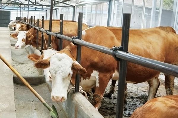 怎么给育肥牛搭配饲料，用玉米、胡麻饼、棉籽饼等材料配制