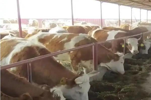 怎么给育肥牛搭配饲料，用玉米、胡麻饼、棉籽饼等材料配制